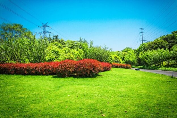 7 Easy Steps for Eco-Friendly Lawn Care