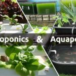 Hydroponics vs. Aquaponics: A Deep Dive into Soilless Gardening