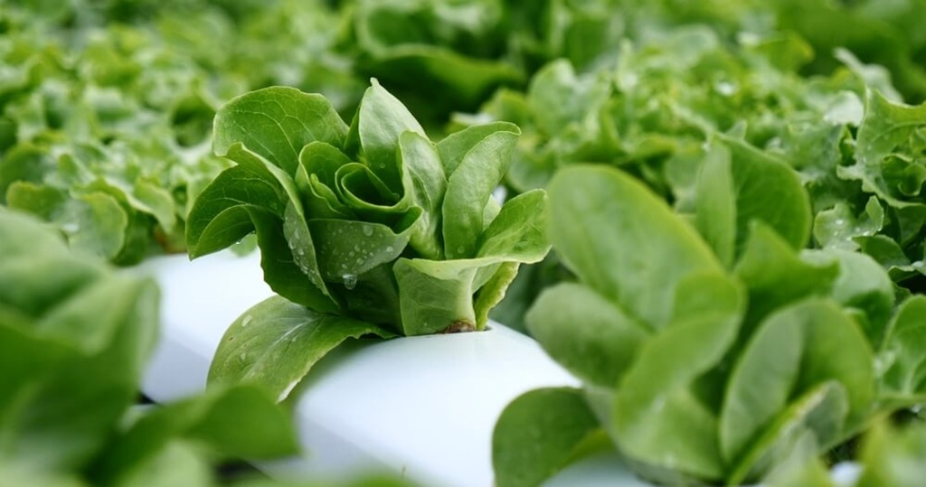 Hydroponics vs. Aquaponics: Choosing the Right Method for You