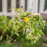 Battling Weeds: Organic and Sustainable Control Methods