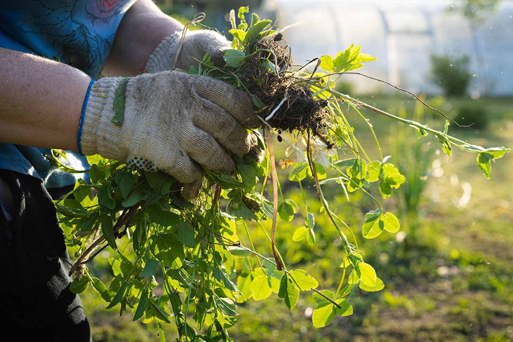 Battling Weeds: Pros and Cons of Organic Weed Control