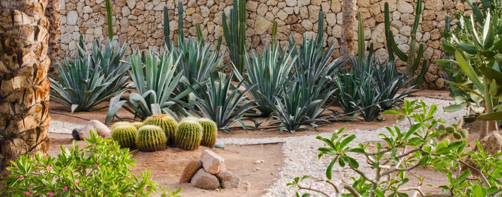 Xeriscaping Reviews