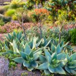 Xeriscaping: A Water-Wise Oasis in Dry Climates