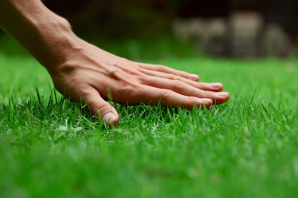 What is the best grass seed for a lush lawn
