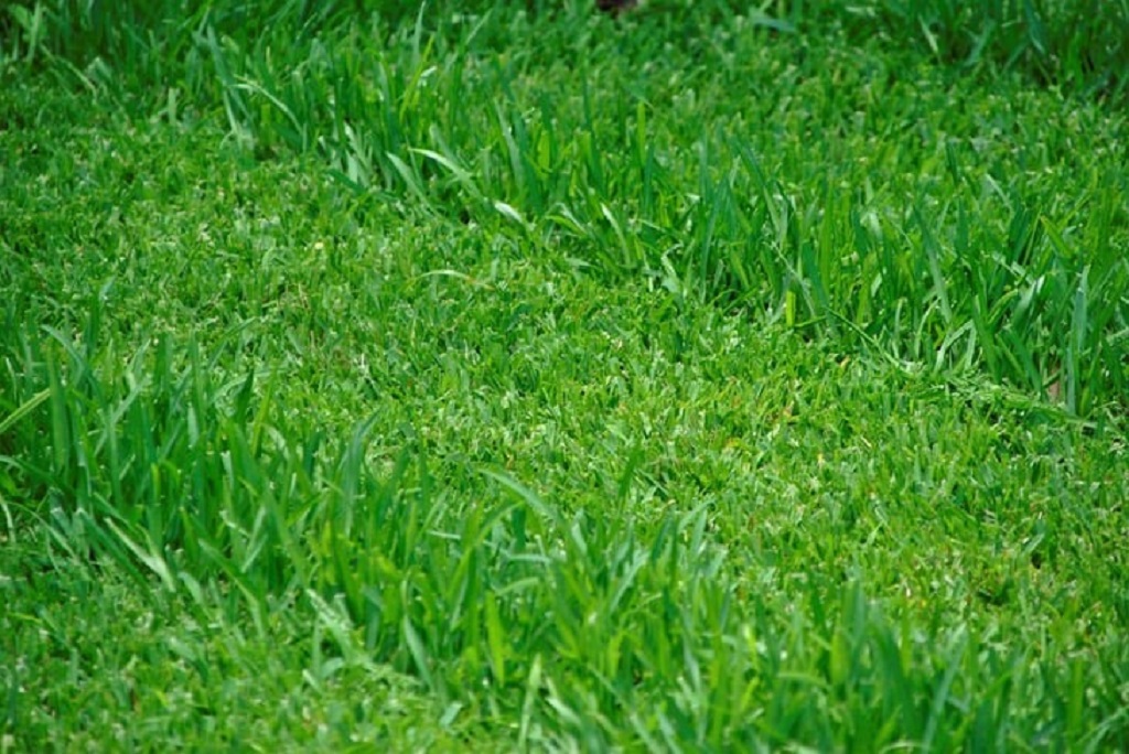 What is the secret to a green lawn