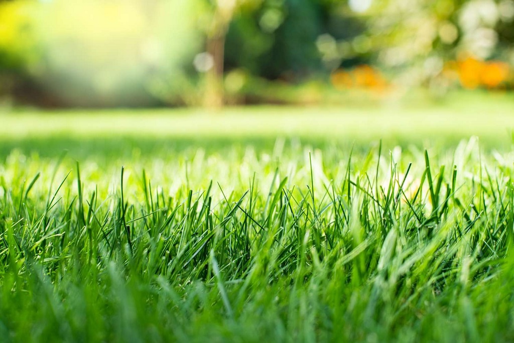 What should you do if your lawn is always dry