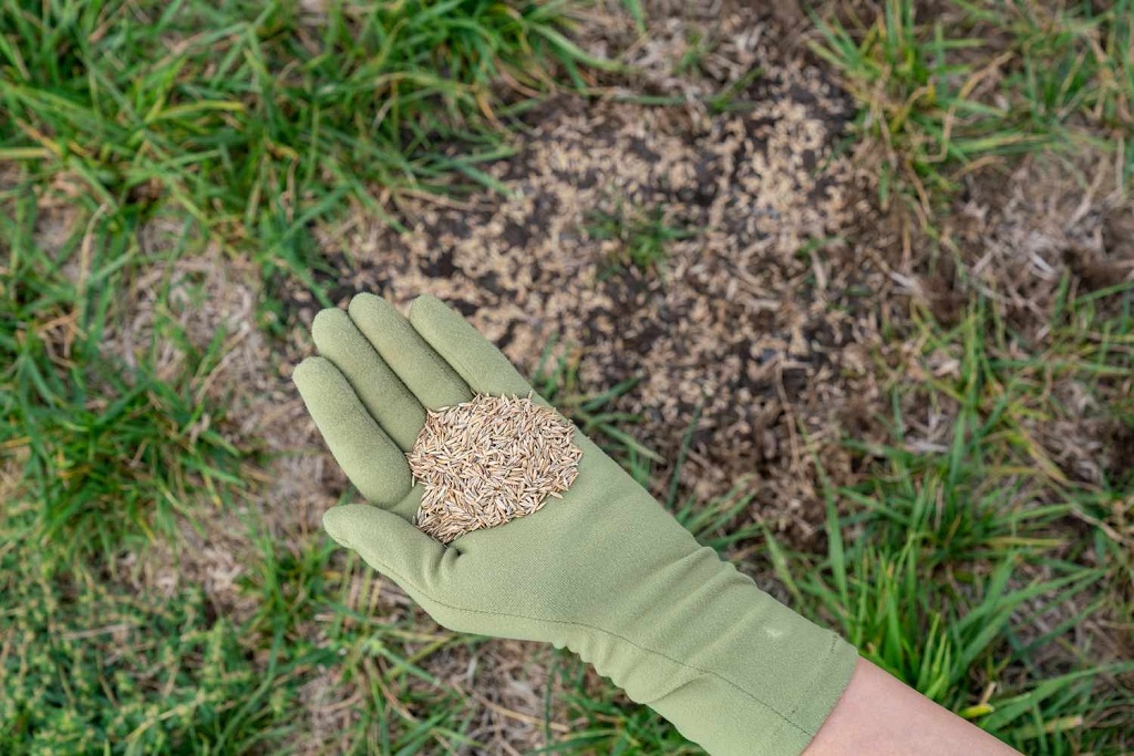 How do you fix dry patchy grass