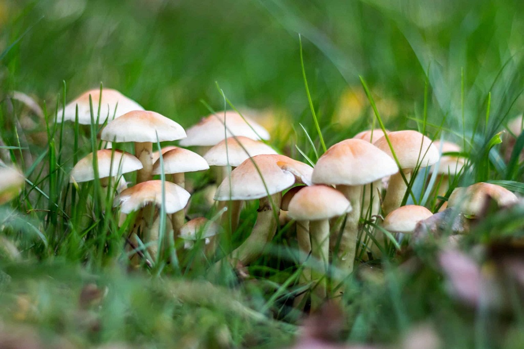 How to get rid of mushroom spores