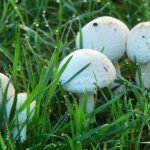 How to Get Rid of Mushrooms in Your Lawn: A Comprehensive Guide