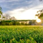 How to Keep Your Lawn Healthy During Wet Weather