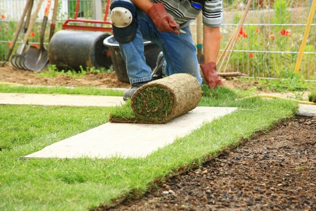 How do you grow a brand new lawn