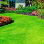 Tackling Common Lawn Problems: A Comprehensive Guide to a Lush, Healthy Yard