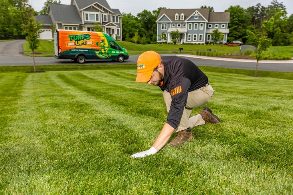 What is the best lawn care routine