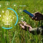 The Green Revolution: A Deep Dive into Organic Lawn Feed