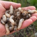 How Do I Get Rid of Chafer Grubs? A Comprehensive Guide