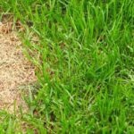 Lawn Care Solutions for Common Grass Problems and How to Fix Them