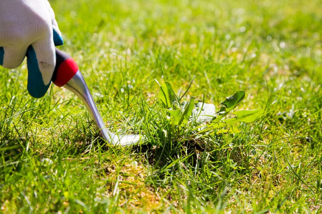 How do I prevent weeds from growing in my lawn?