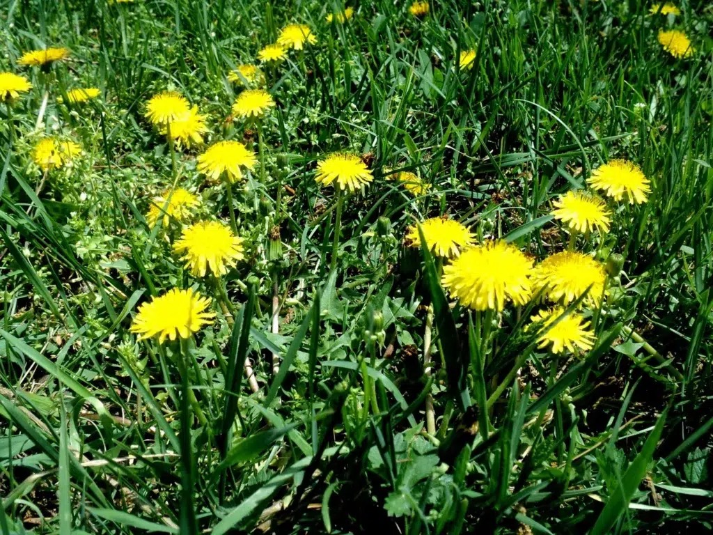 What is best for killing weeds in a lawn