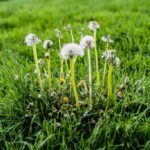 Guide to 7 Common Lawn Weeds: Identify, Control, and Prevent