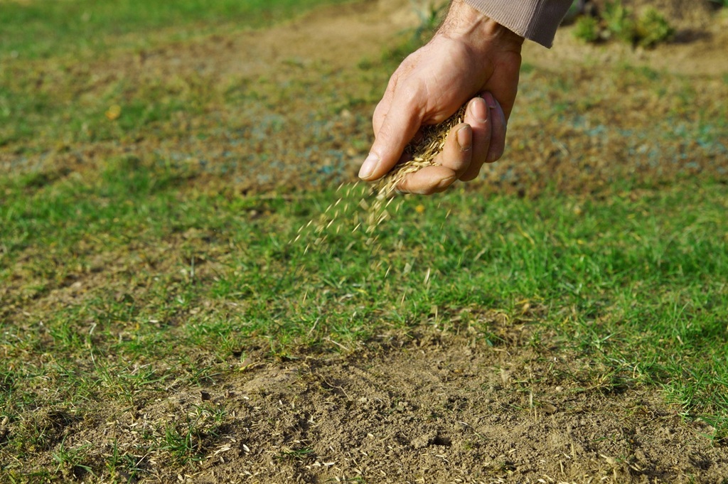 How to remove dead grass from a lawn