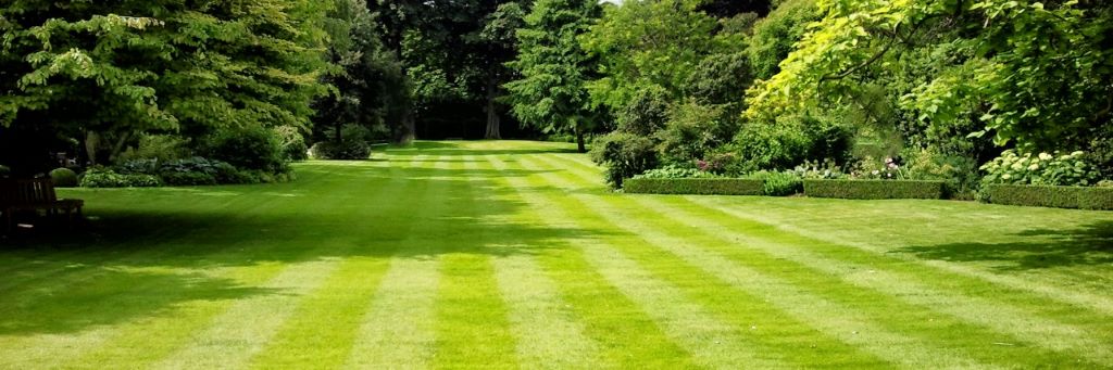 How Do I Keep My Lawn Green and Healthy Year-Round?