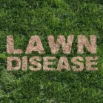 Lawn Diseases: Identifying the Most Common Threat to Your Green Oasis