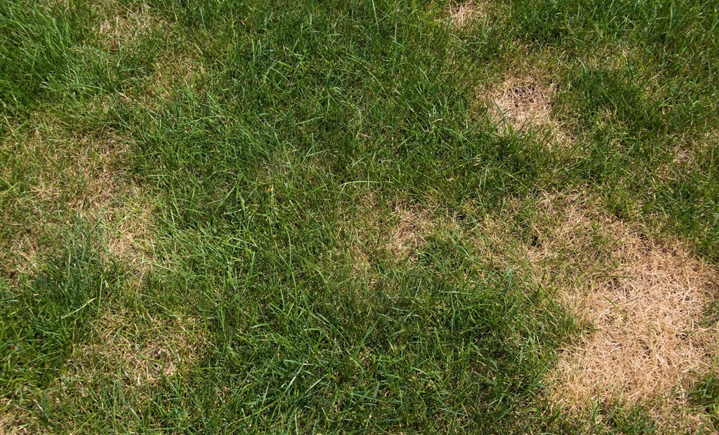 What is the most common mistake seen when treating lawns