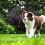 Pet Damaged Lawn Repair: Revive Your Green Space After Canine Chaos