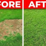 Revive Your Turf: How to Get Rid of Unsightly Lawn Bare Spots
