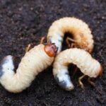 How to Detect and Treat Common Lawn Pest Infestations: Your Ultimate Guide