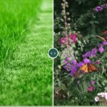 Over or Under Watering: How to Tell the Difference and Save Your Lawn & Plants