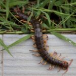How to Get Rid of Silverfish and Centipede in Plant Pot: Expert Hacks That Work