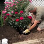 Improving Drainage in Heavy Clay Soil for Planting Roses: The Ultimate Gardener’s Guide