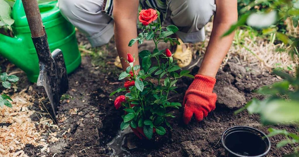 How deep should I dig when preparing clay soil for roses?