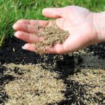 Revitalize Your Green Space: A Comprehensive Guide on How to Plant Grass Seed on an Existing Lawn