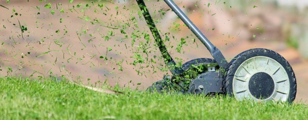 Common Lawn Problems & Solutions | The Helpful Guide