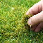 Common Lawn Care Problems and How to Fix Them