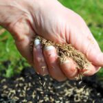 How to Care for Shade-Tolerant Lawns: Best Grass Types & Tips