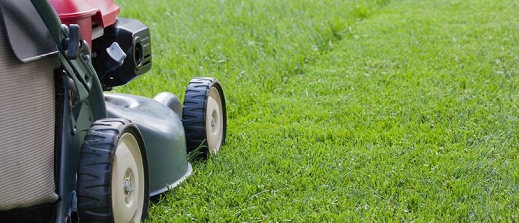 Keeping Your Lawn Lush and Green