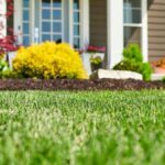 Drought-Resistant Lawns: Top Grass Varieties and Care Strategies