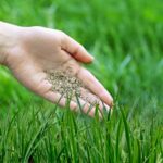 Lawn Seed Reviews: Which Grass Seed Grows the Best Lawns?