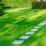 Fertilizing, Seeding, and More: Your Lawn Care Questions Answered