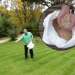 How to Choose Organic Fertilizers for a Healthy, Sustainable Lawn