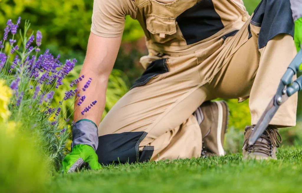 Fall Lawn Care