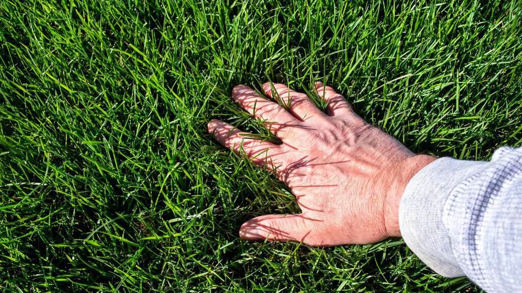 Lawn Health Benefits for Local Ecosystems: Why a Thriving Lawn Matters
