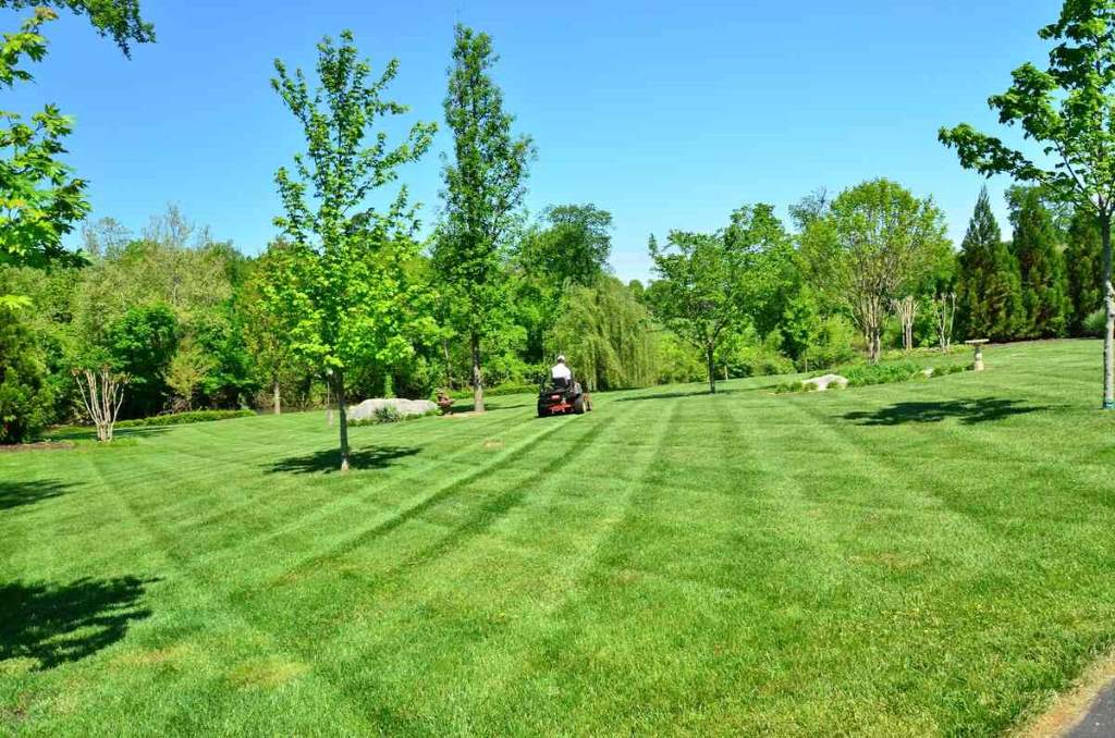 Practical Tips for Maintaining a Healthy, Eco-Friendly Lawn