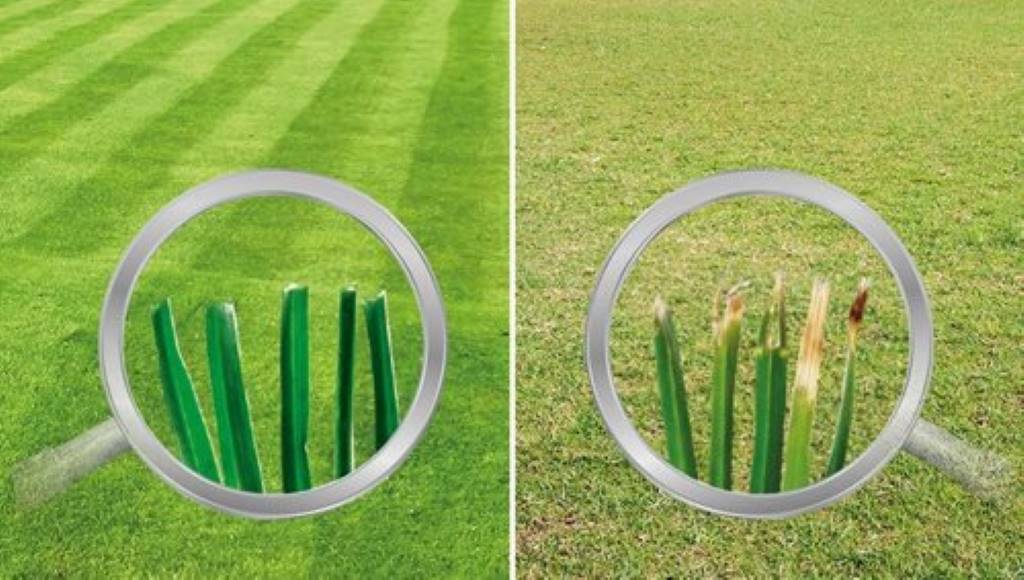 Reel Mower vs. Rotary Mower: Best Choice for Bermuda Grass