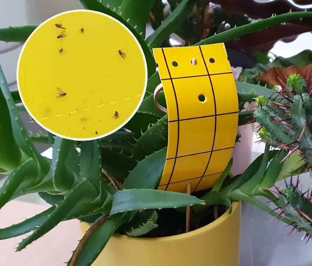 Step-by-Step Guide to Making Sticky Traps