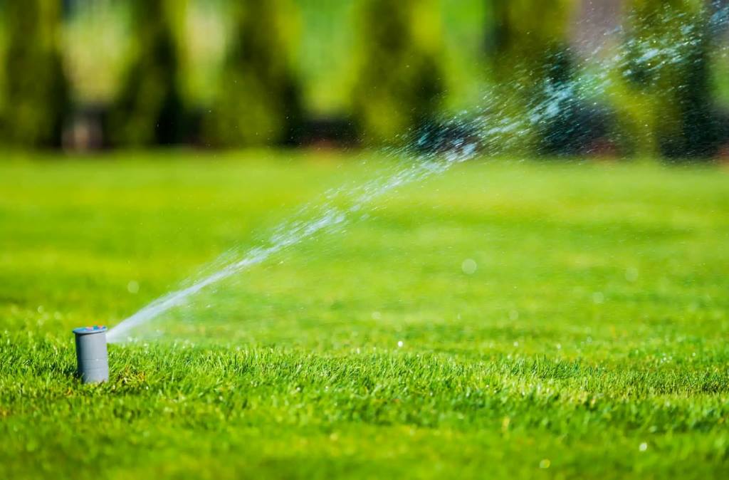 Lawn Care Myths Debunked: What Really Works?