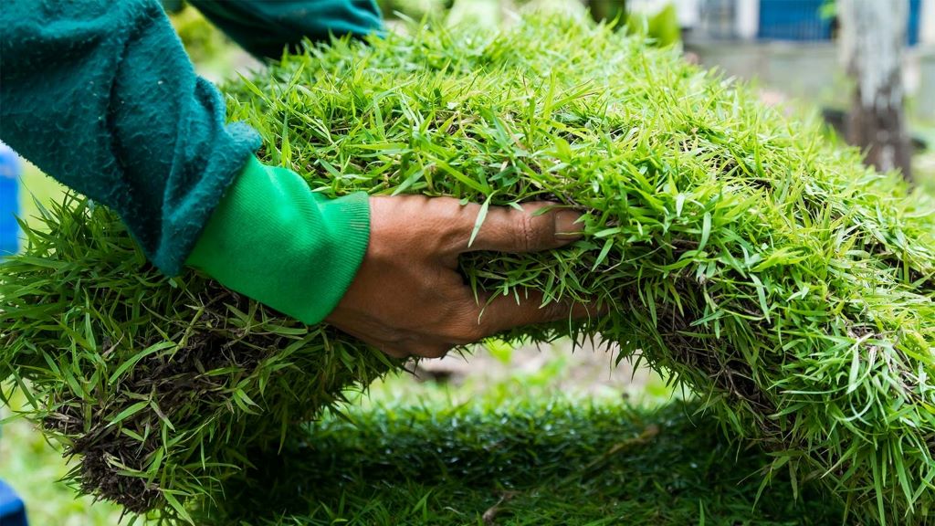 Fixing Patchy Grass: Quick Tips for a Lush Lawn